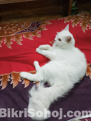 Traditional Pure Persian Male Cat.